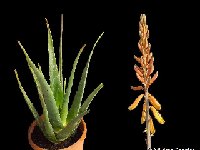 Aloe sp aff. vera orange fl. infl.MCA135642.jpg